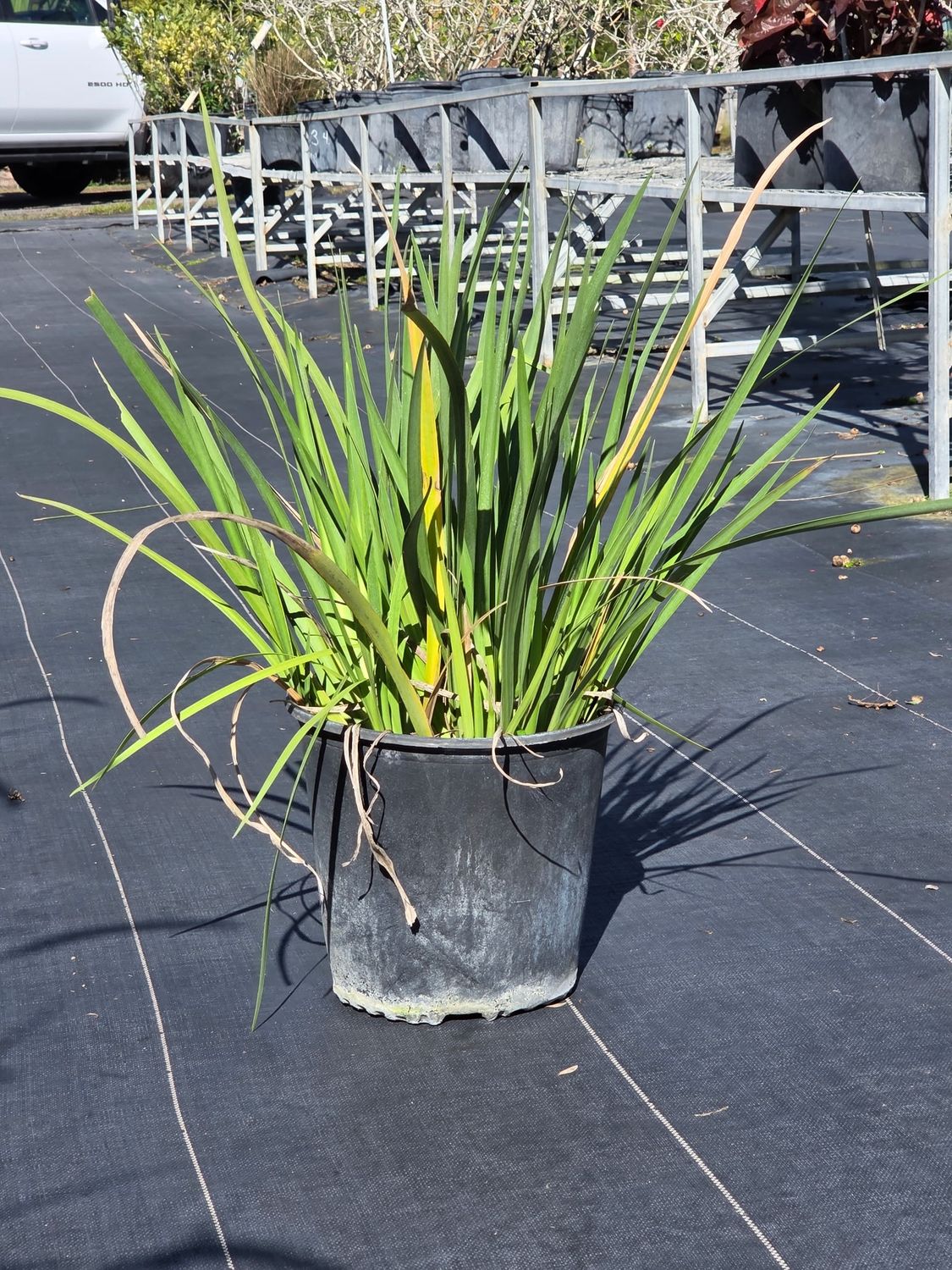 Iris (Iris spp.), Size: 3 Gallon