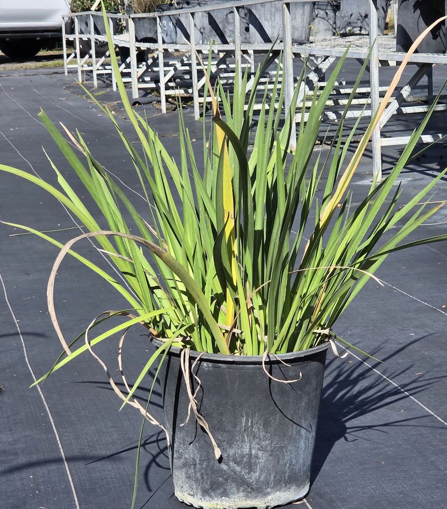 Iris (Iris spp.), Size: 3 Gallon