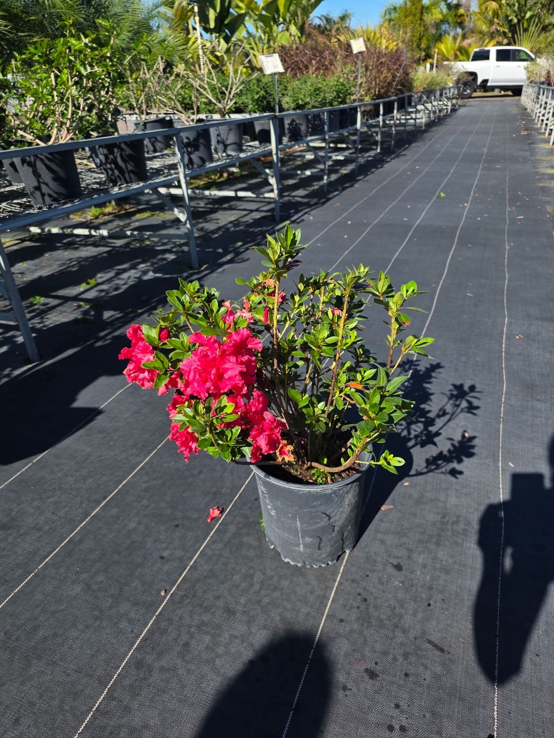 Azalea – Red ‘Ruffle’ (Rhododendron 'Red Ruffles'), Size: 3 Gallon