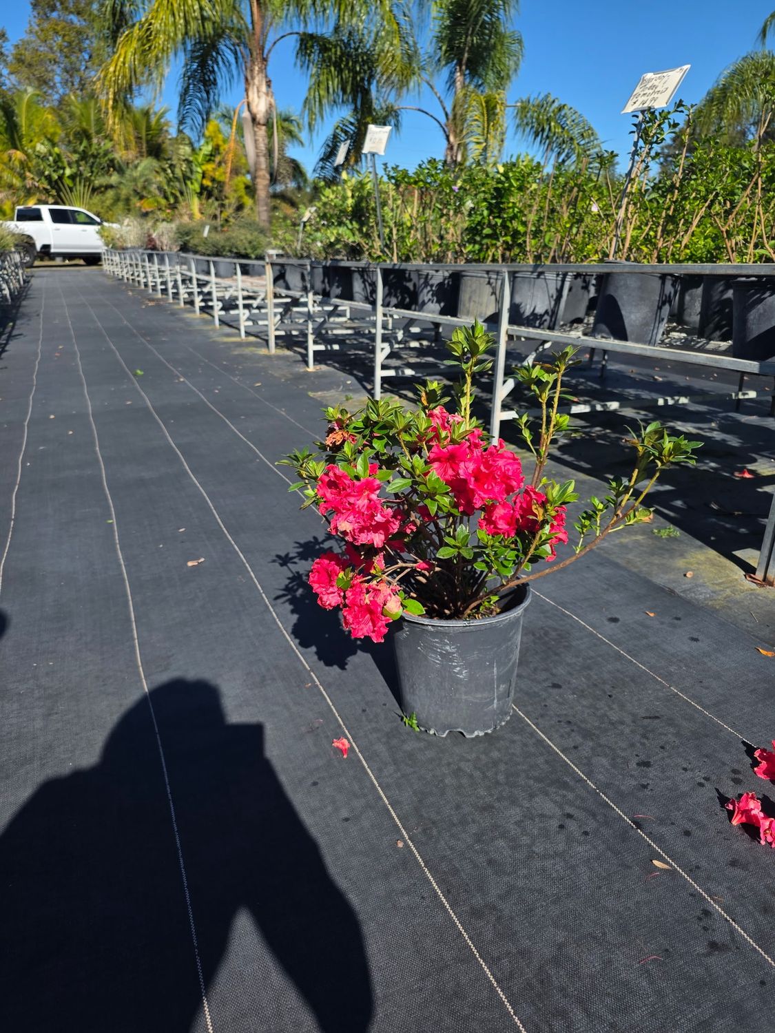 Azalea – Red ‘Ruffle’ (Rhododendron 'Red Ruffles')