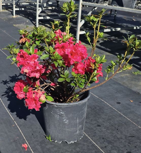 Azalea – Red ‘Ruffle’, Size: 3 Gallon