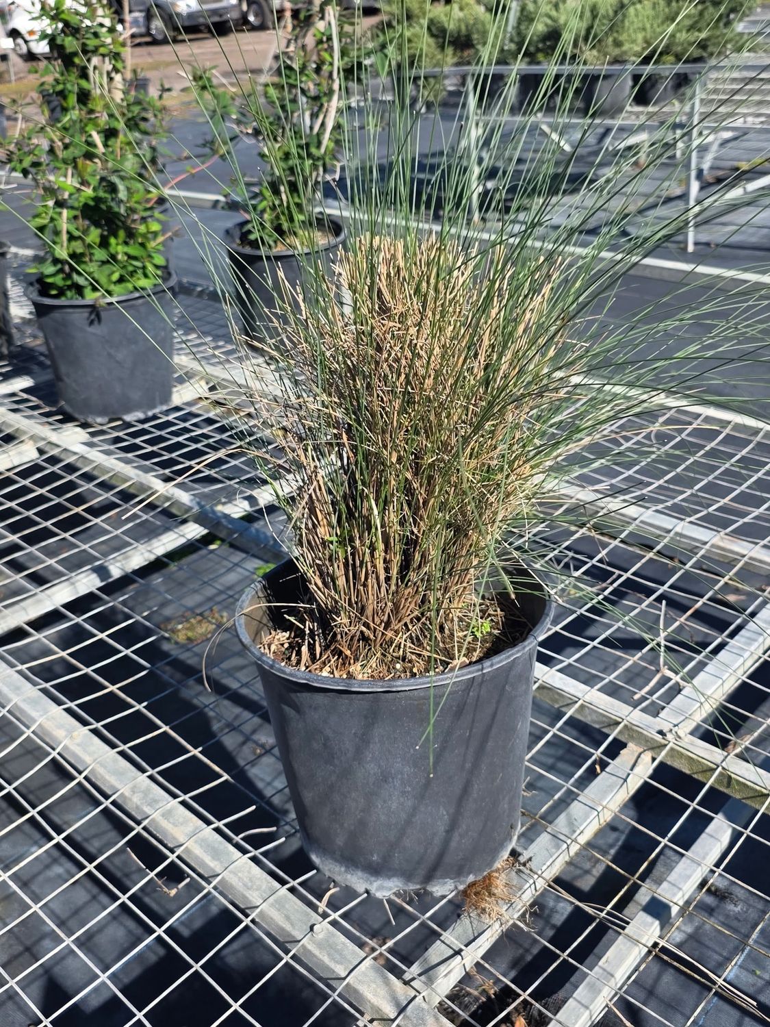 Muhly Grass (Muhlenbergia capillaris), Size: 3 Gallon