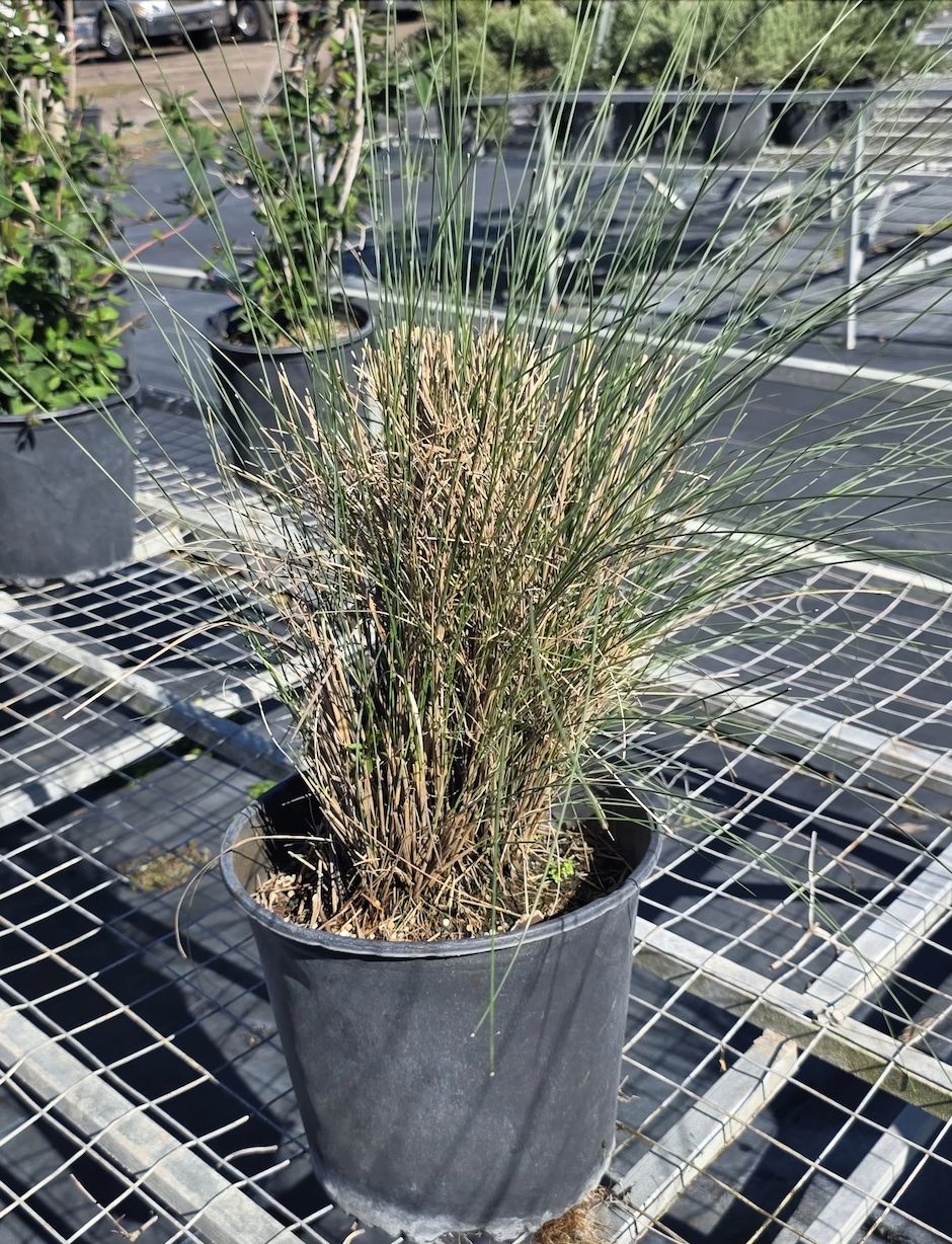 Muhly Grass (Muhlenbergia capillaris)