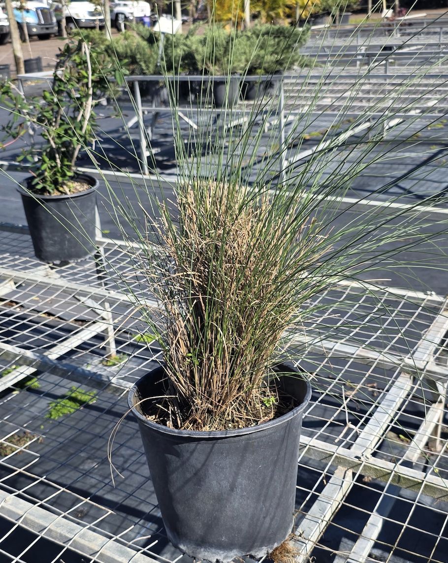 Muhly Grass (Muhlenbergia capillaris), Size: 3 Gallon