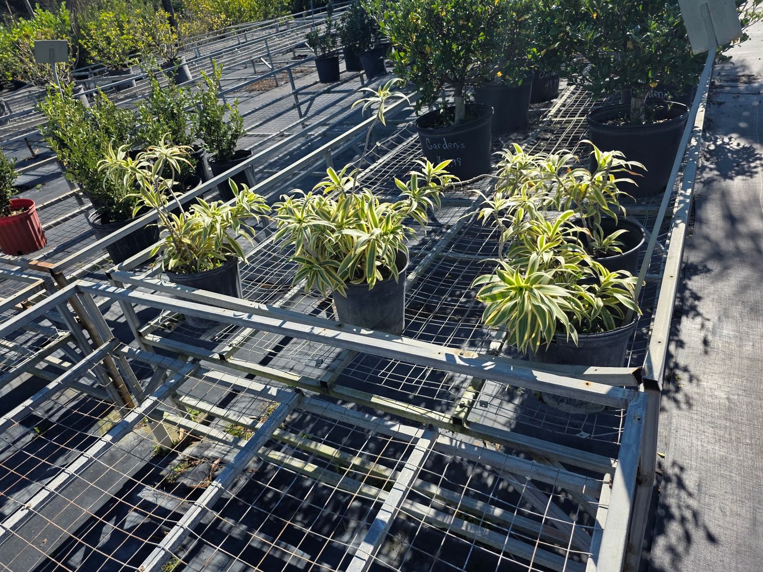 Song of India (Dracaena reflexa ‘Variegata’)
