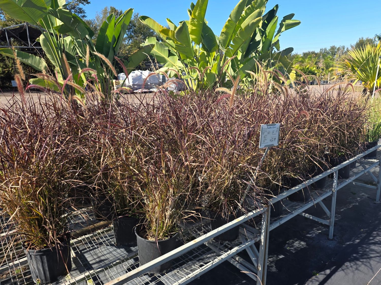 Fountain Grass (Pennisetum setaceum)