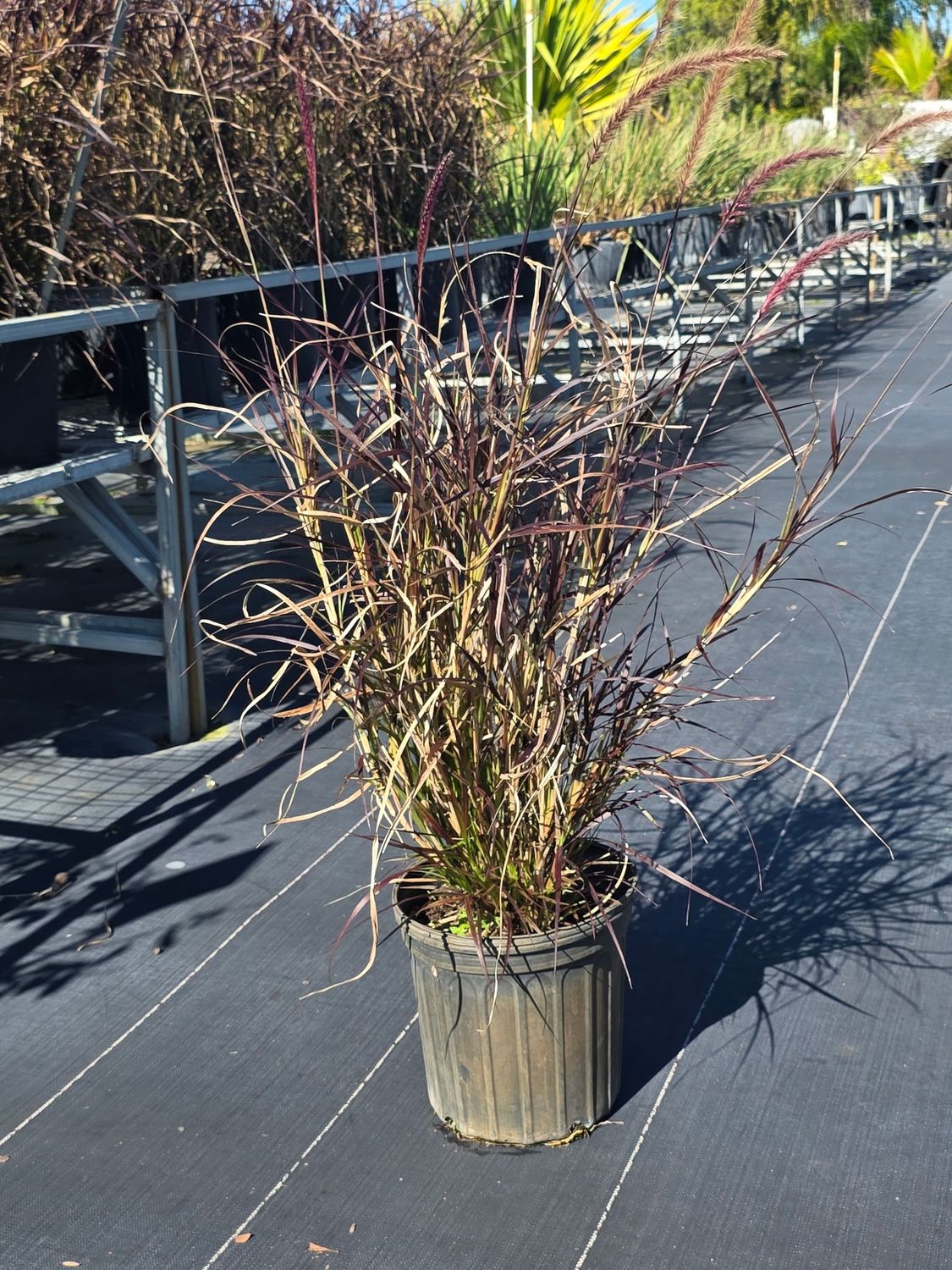 Fountain Grass (Pennisetum setaceum), Size: 3 Gallon