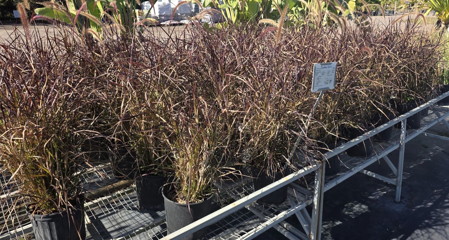 Fountain Grass  Green