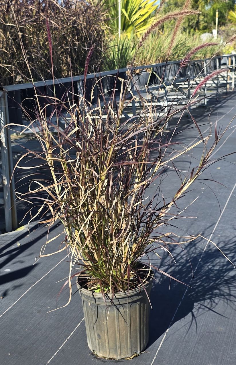 Fountain Grass  Green, Size: 3 Gallon