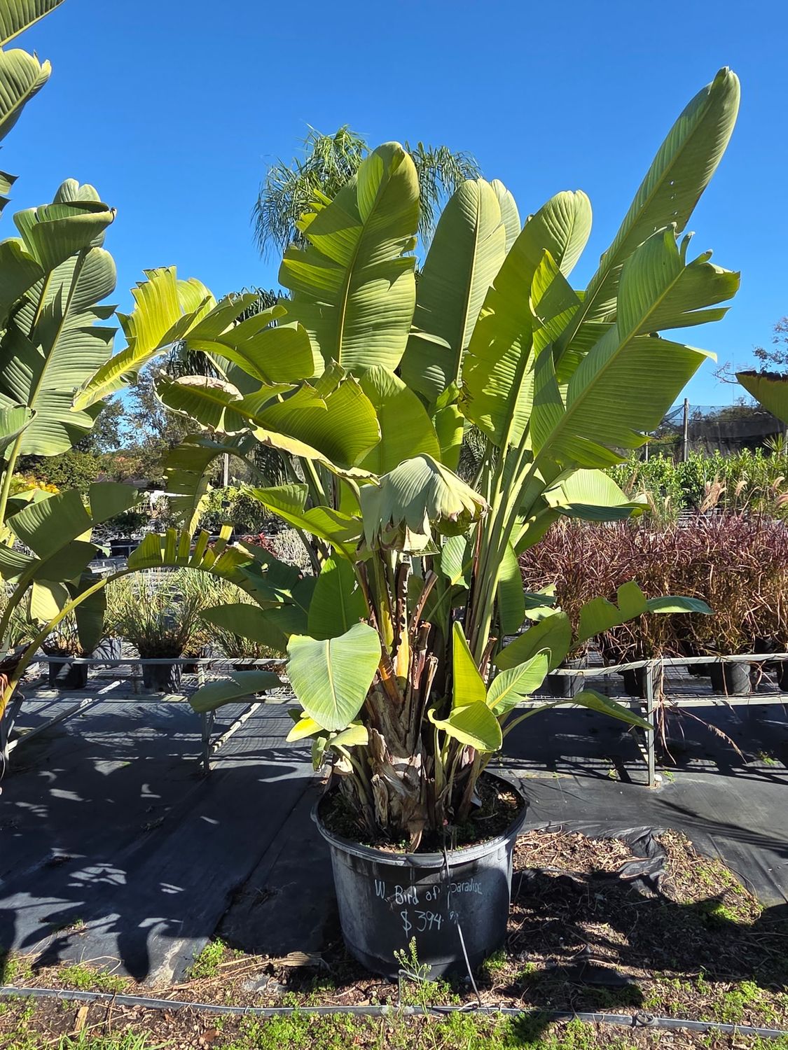 Bird of Paradise – White (Strelitzia nicolai), Size: 25 Gallon