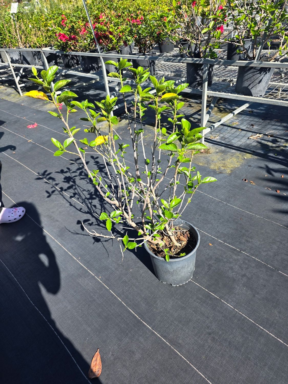 Hibiscus – Yellow (Hibiscus rosa-sinensis (yellow cultivar)), Size: 3 Gallon