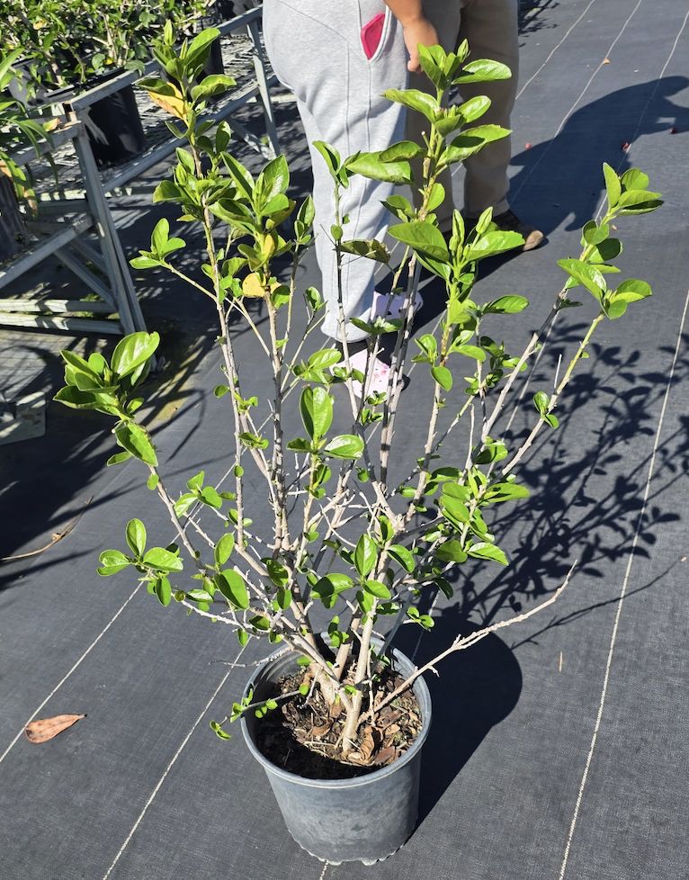 Hibiscus – Yellow (Hibiscus rosa-sinensis (yellow cultivar))