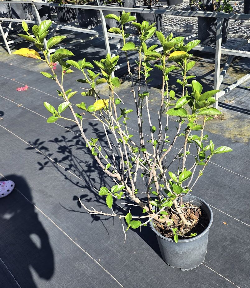 Hibiscus – Yellow (Hibiscus rosa-sinensis (yellow cultivar)), Size: 3 Gallon