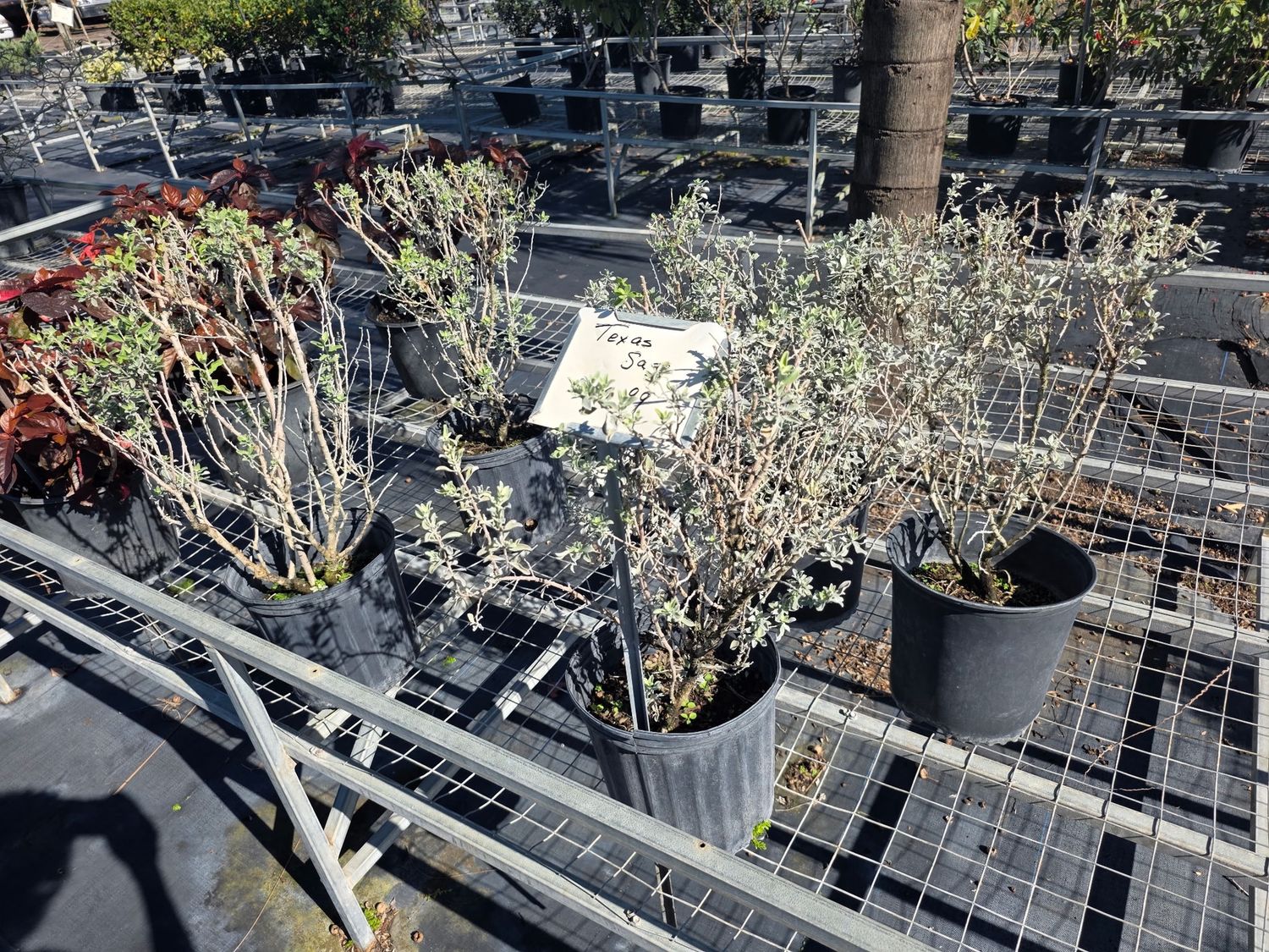 Texas Sage (Leucophyllum frutescens)