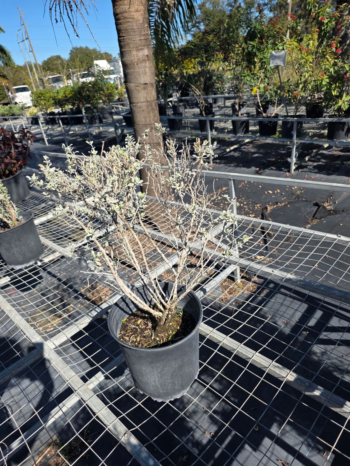 Texas Sage (Leucophyllum frutescens), Size: 3 Gallon