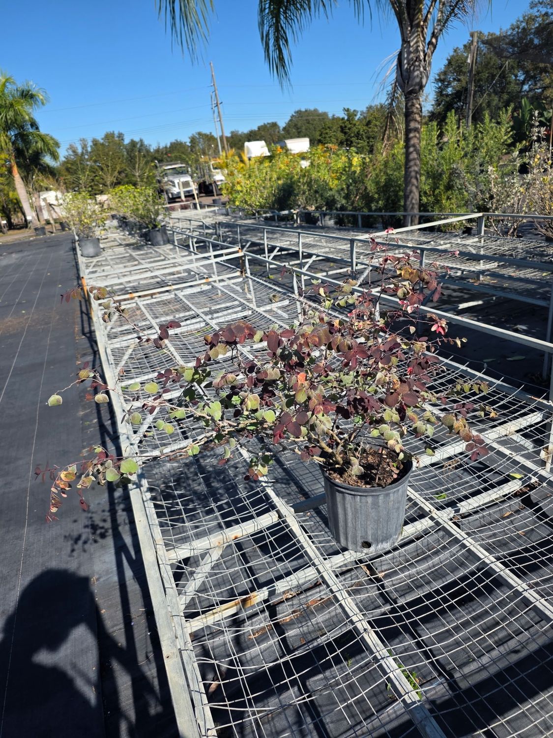 Snow bush (Breynia disticha)