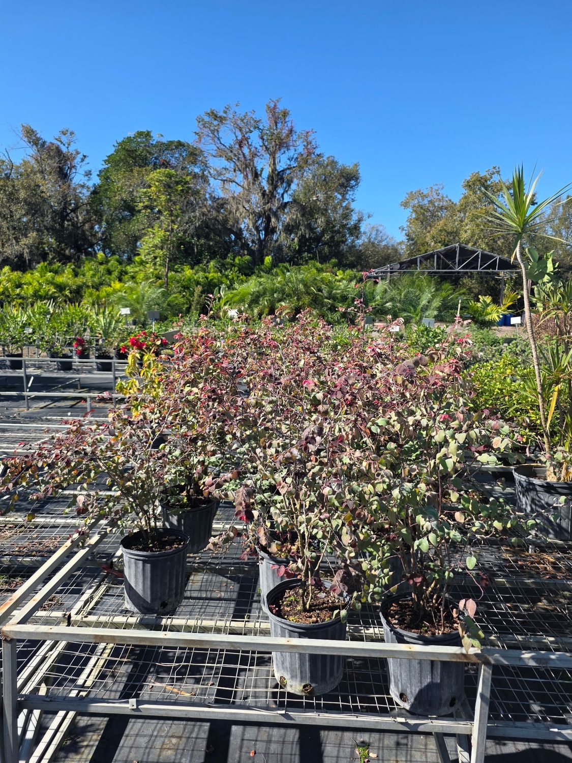Snow bush (Breynia disticha), Size: 3 Gallon
