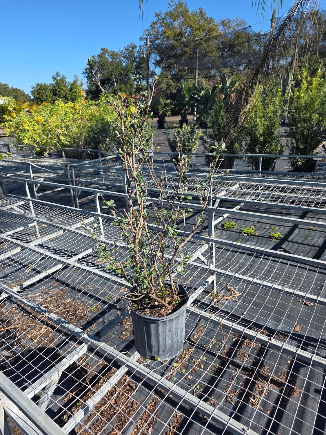 Walter’s Viburnum (Viburnum obovatum)