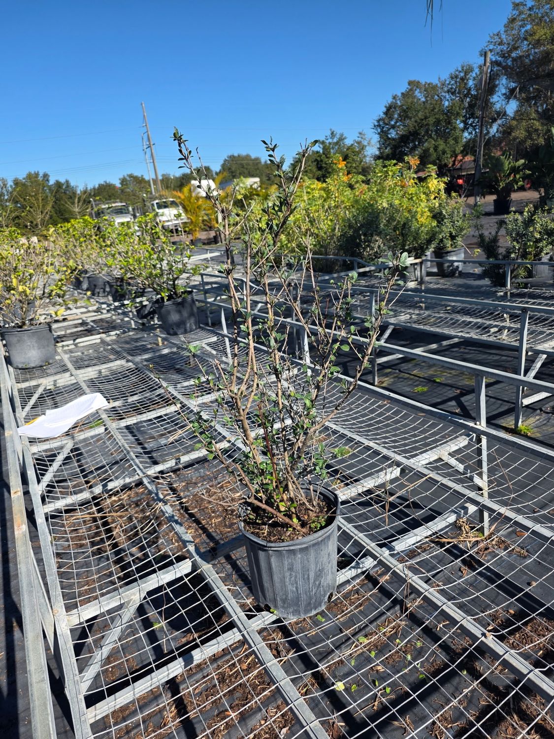 Walter’s Viburnum (Viburnum obovatum), Size: 3 Gallon