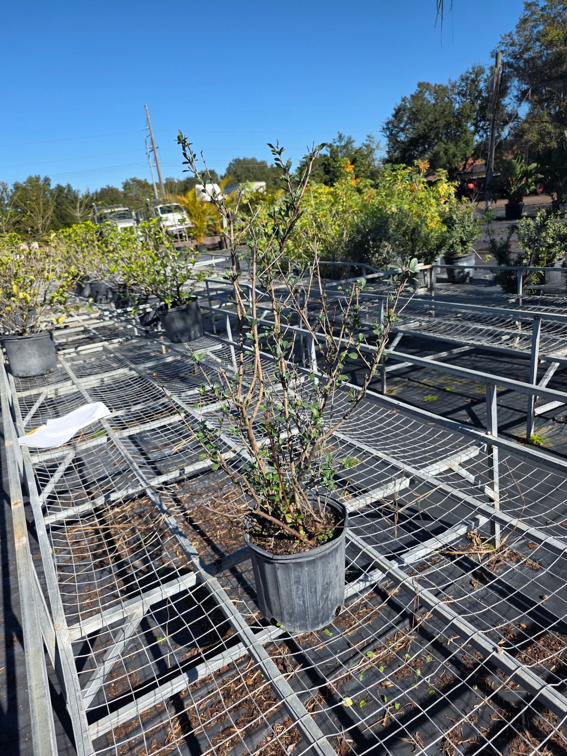 Walter’s Viburnum, Size: 3 Gallon