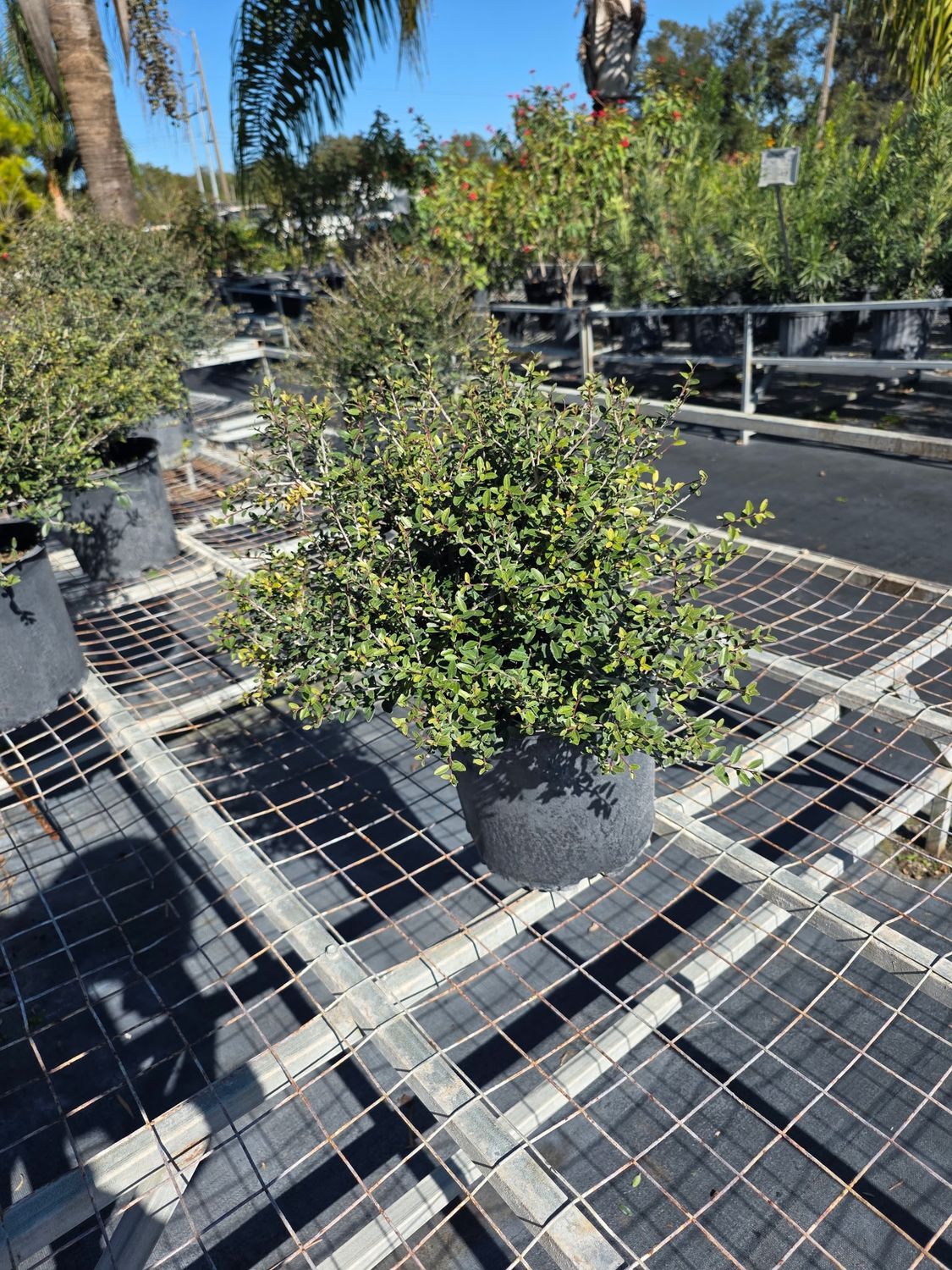 Ilex Shilling (Ilex vomitoria 'Schilling's Dwarf'), Size: 3 Gallon