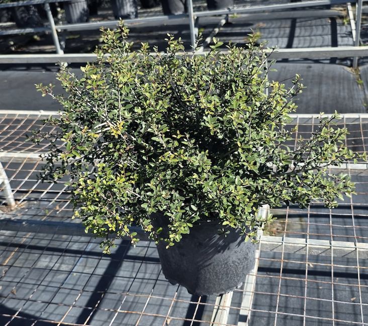 Ilex Shilling, Size: 3 Gallon