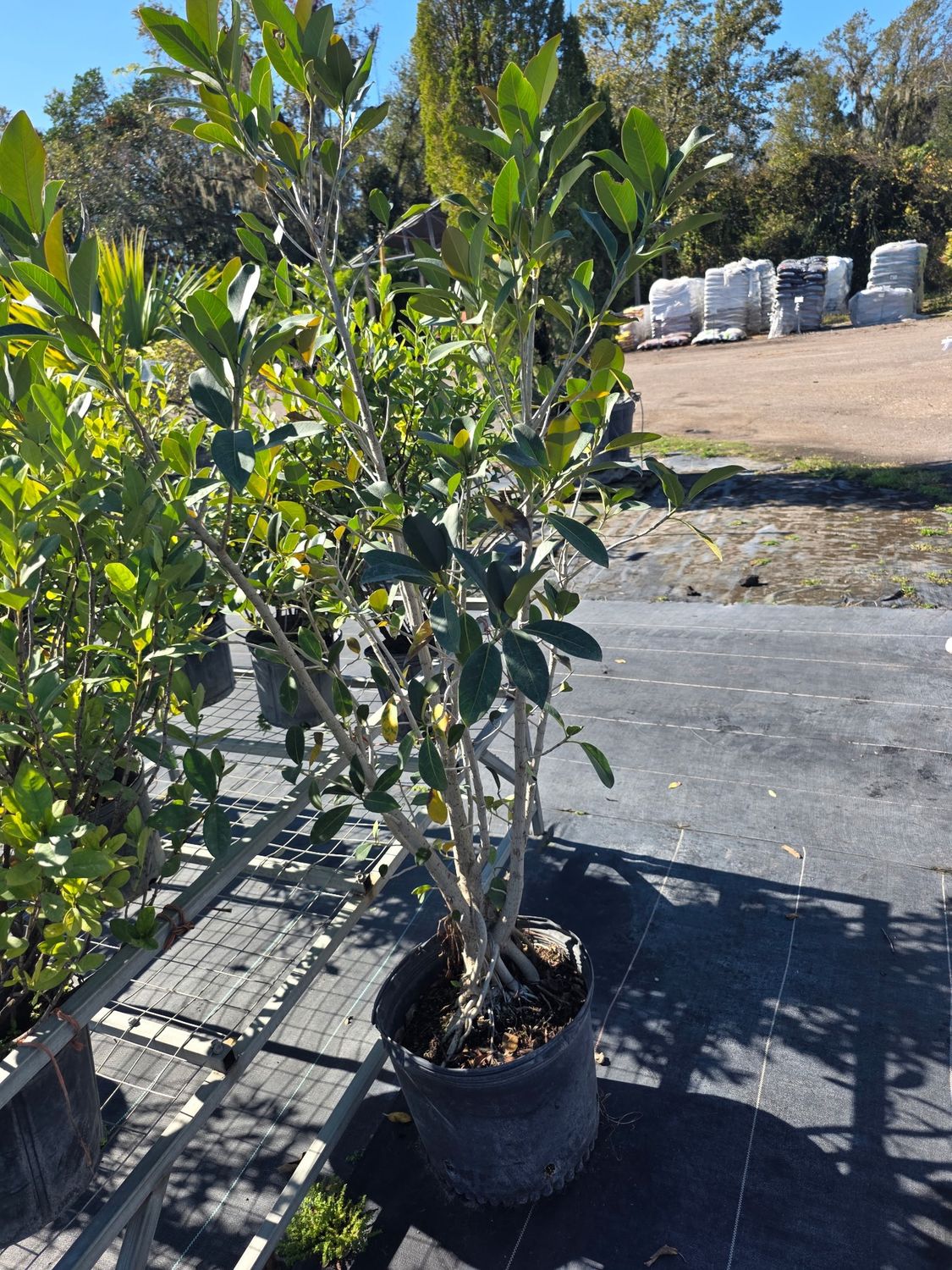 Ficus (Ficus benjamina), Size: 7 Gallon
