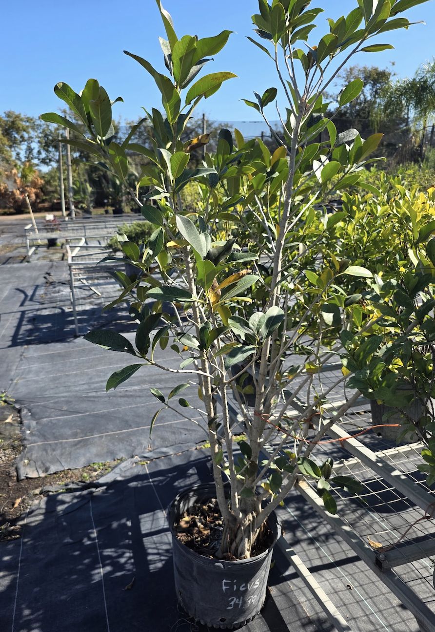 Ficus (Ficus benjamina)