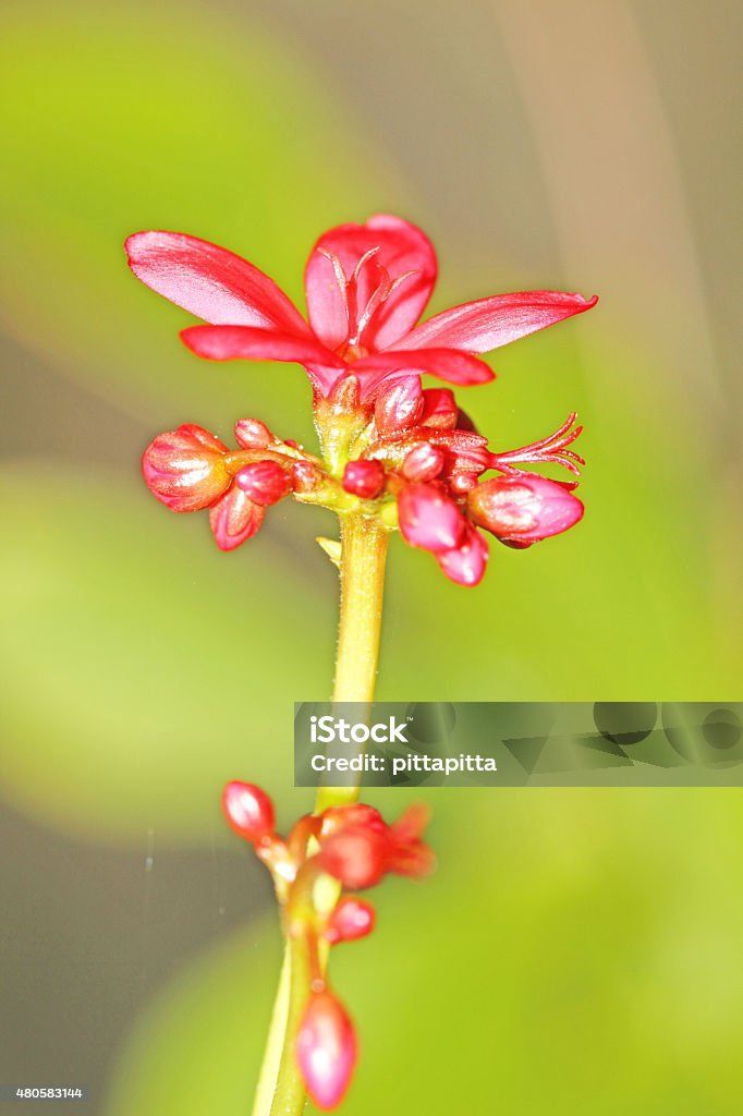 Peregrina / Spicy Jatropha