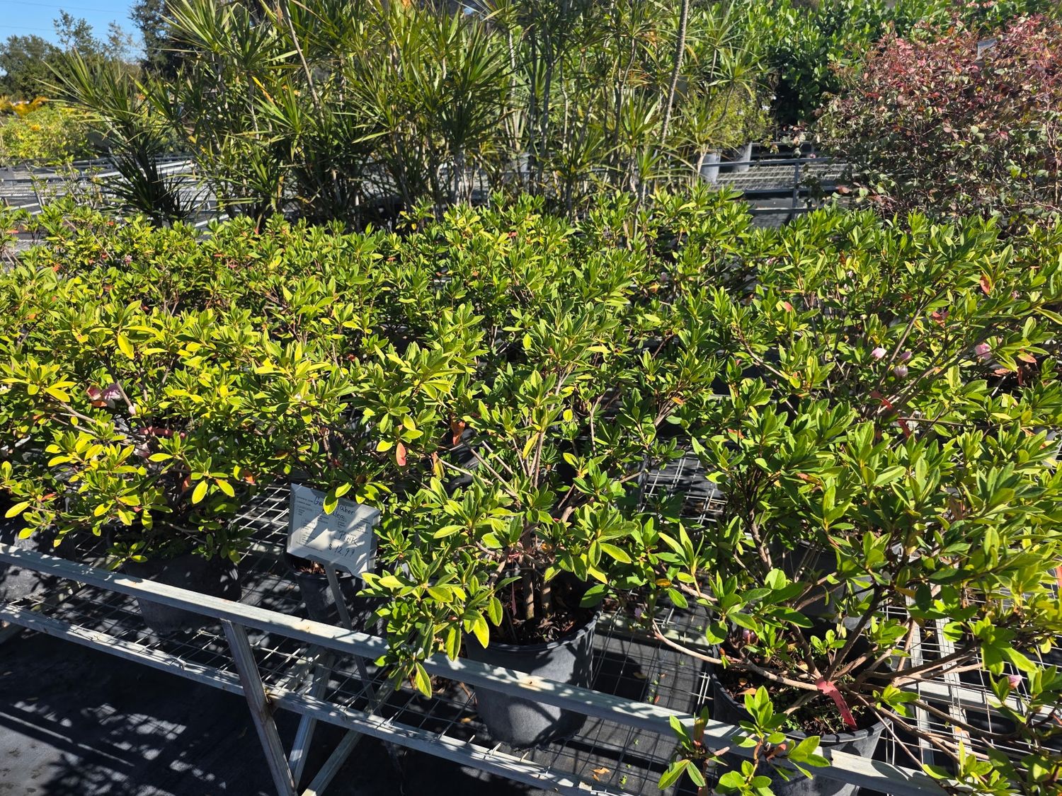 George Tabor Azalea (Pink) (Rhododendron 'George Tabor'), Size: 3 Gallon