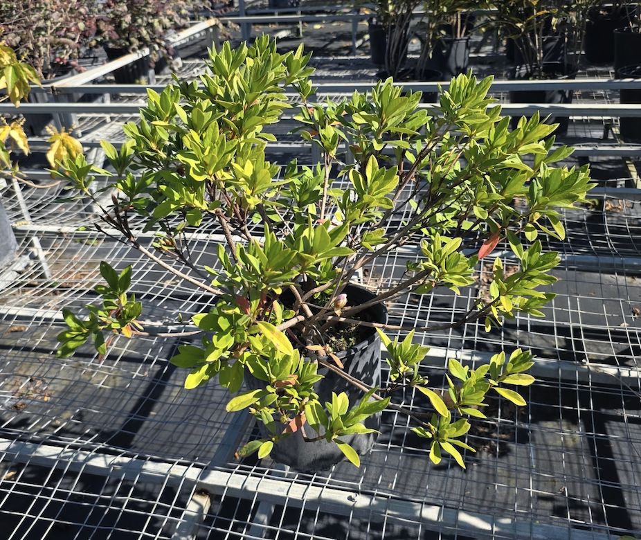 Azalea George Tabor (Pink), Size: 3 Gallon