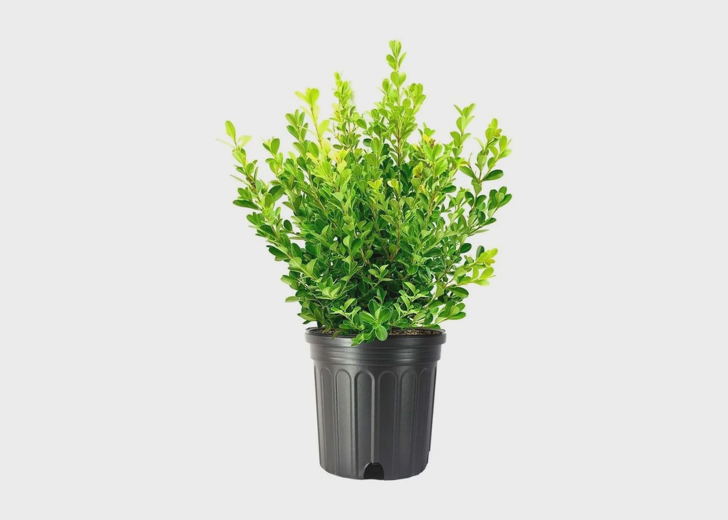 Japanese Boxwood