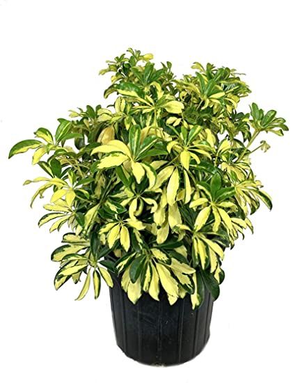 Trinette Arboricola 3g