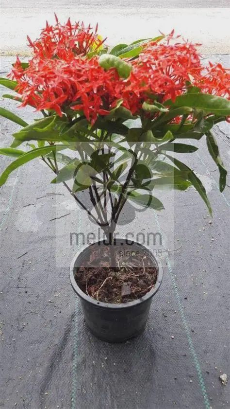 Super King Ixora (Red)