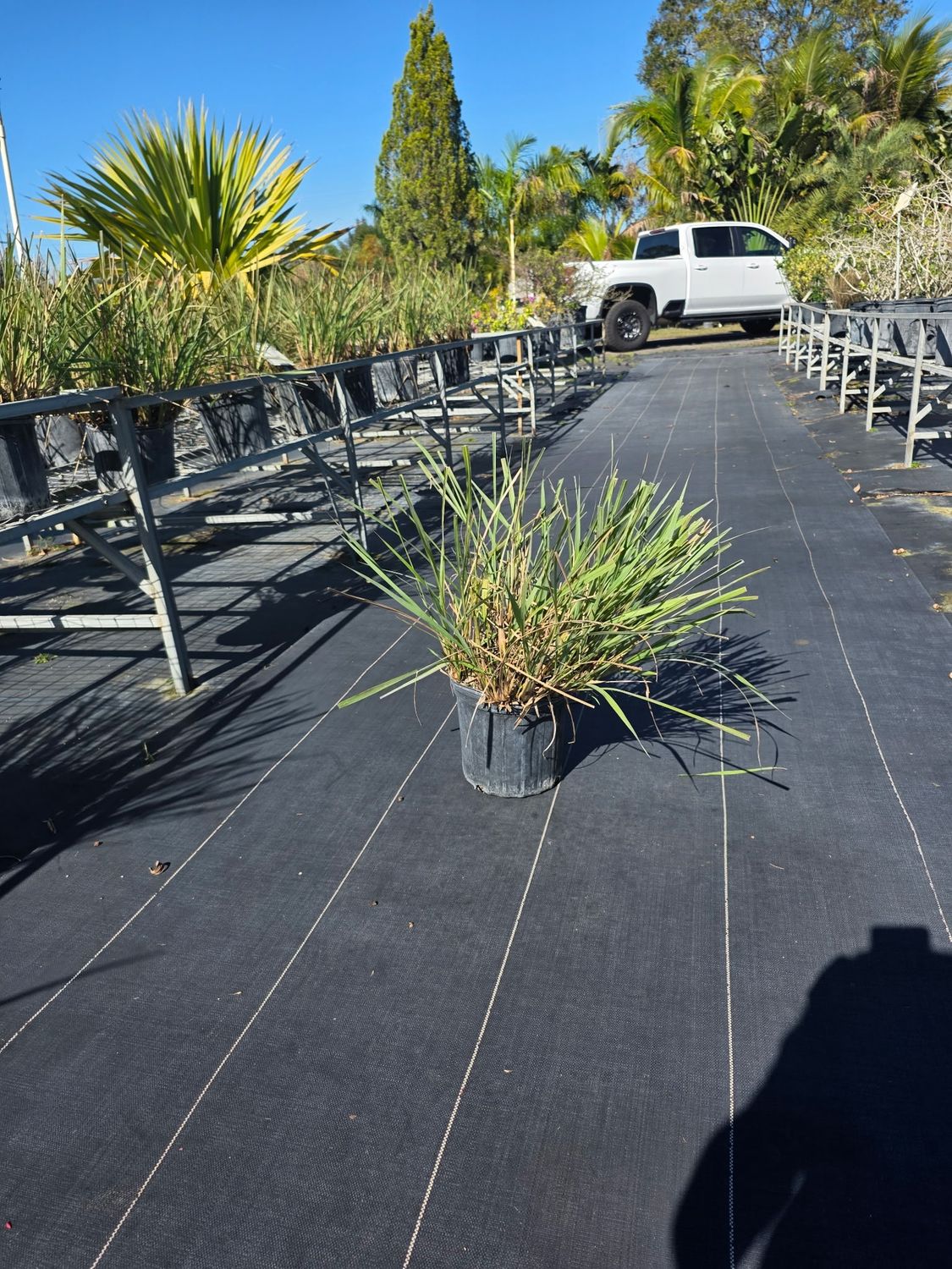 Fakahatchee Grass (Tripsacum dactyloides), Size: 3 Gallon