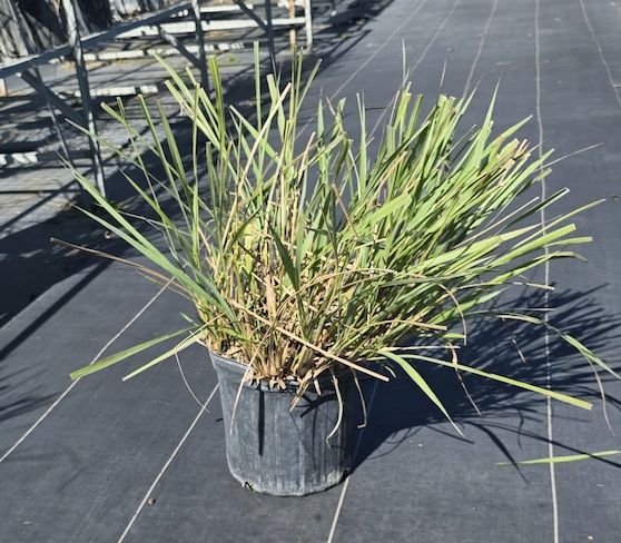 Fakahatchee Grass (Tripsacum dactyloides) Regular, Size: 3 Gallon