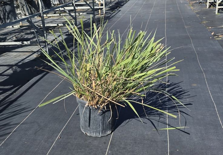 Fakahatchee Grass (Tripsacum dactyloides) Regular