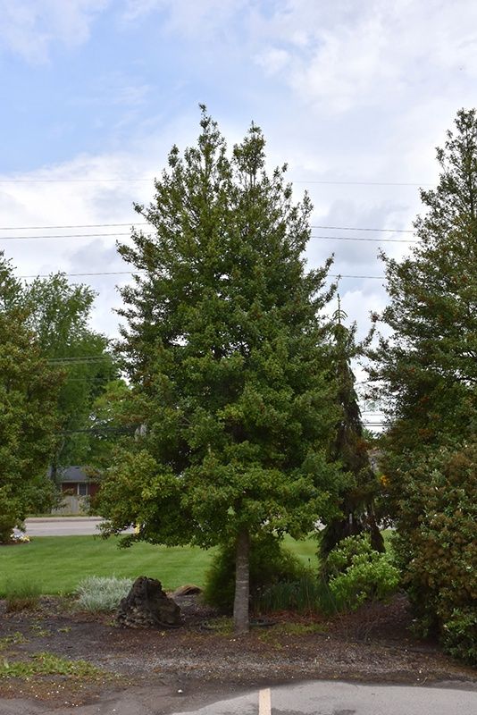 Holly Eagleston 30 galon