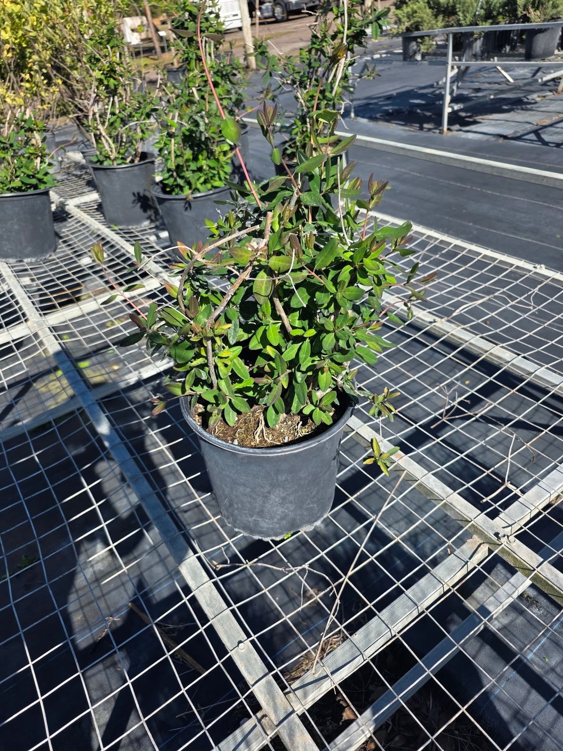 Coral Honeysuckle (Lonicera sempervirens)