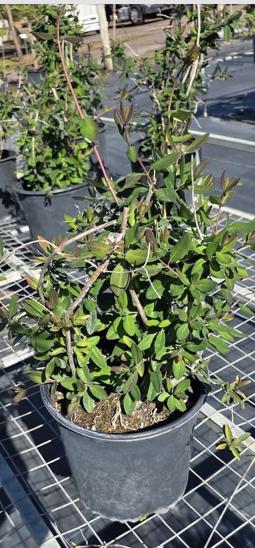 Coral Honeysuckle (Lonicera sempervirens)