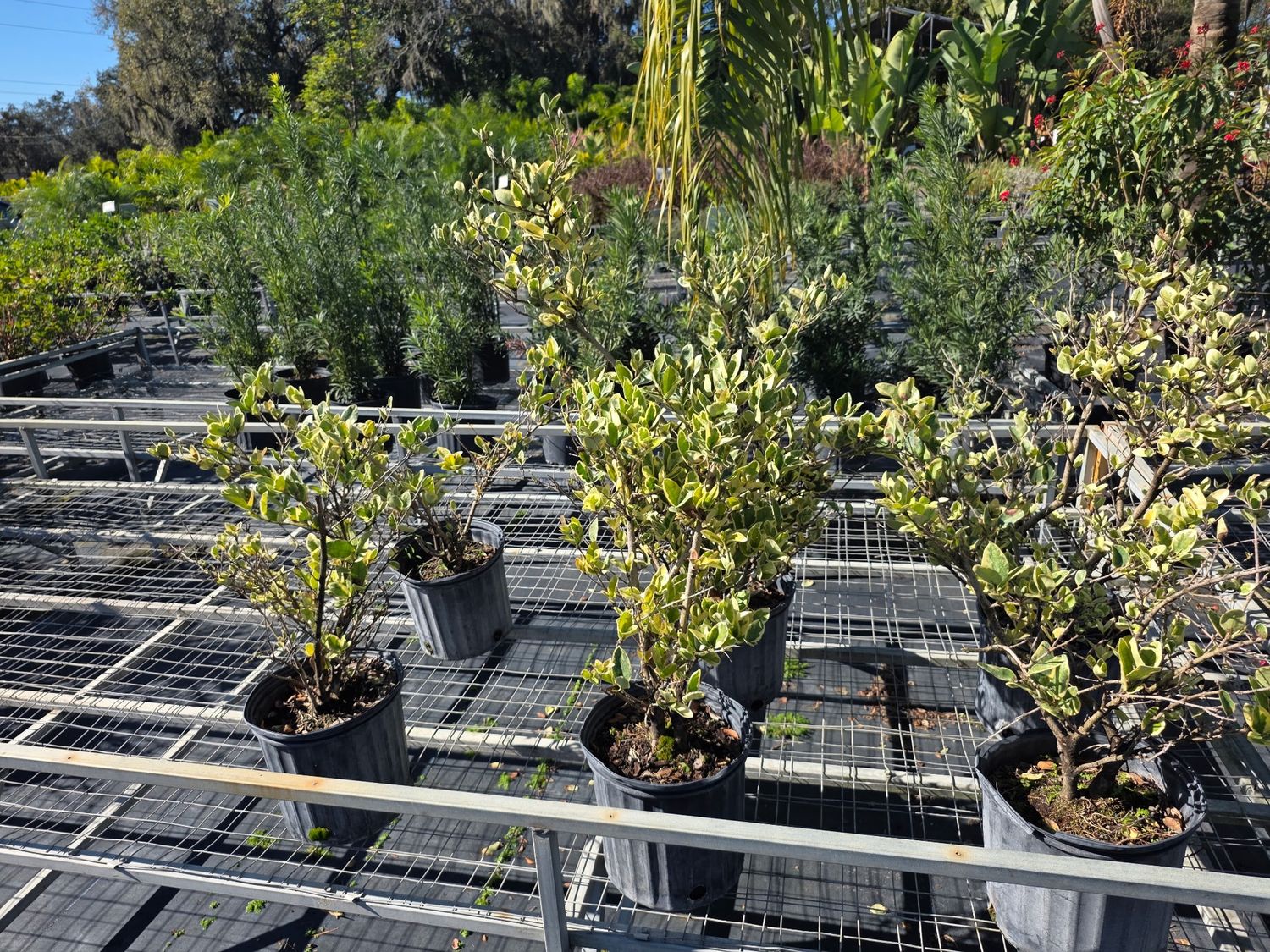 Variegated Ligustrum (Ligustrum japonicum ‘Variegatum’)