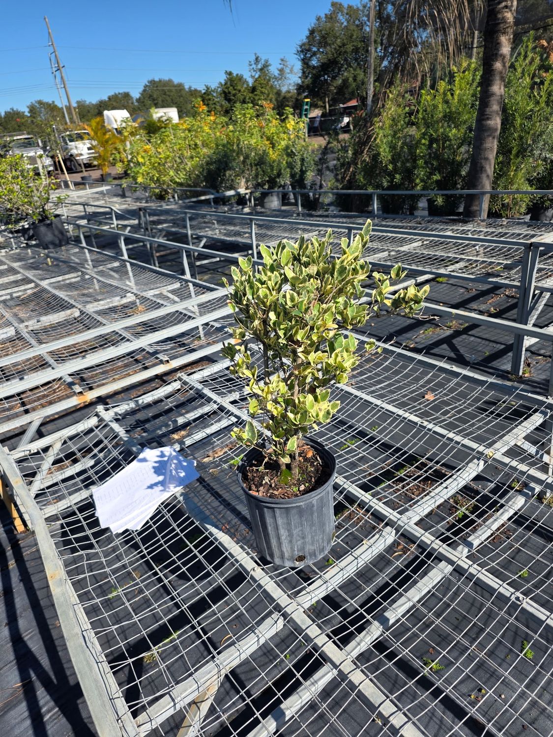 Variegated Ligustrum (Ligustrum japonicum ‘Variegatum’), Size: 3 Gallon