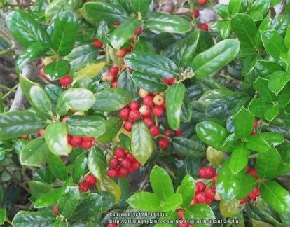 Burford Holly with berries