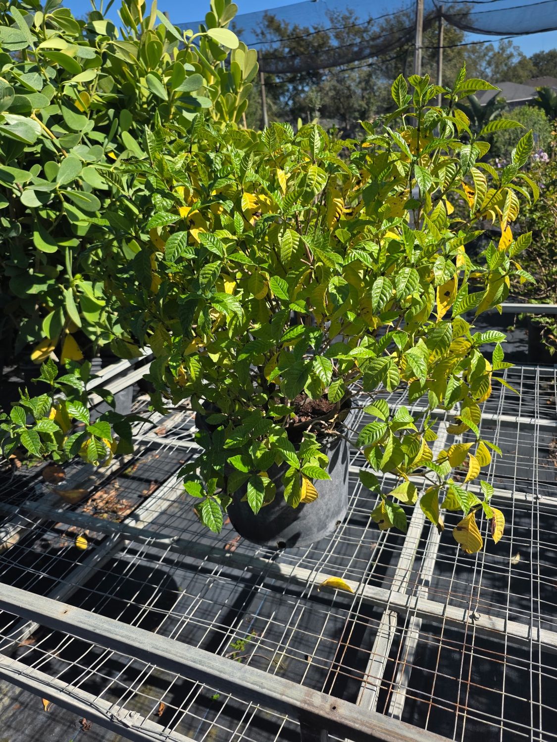 Wild Coffee (Psychotria nervosa), Size: 7 Gallon