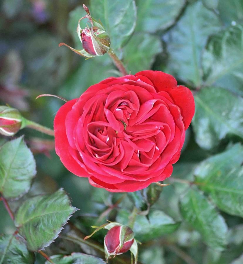 Rose – Triple Flowering