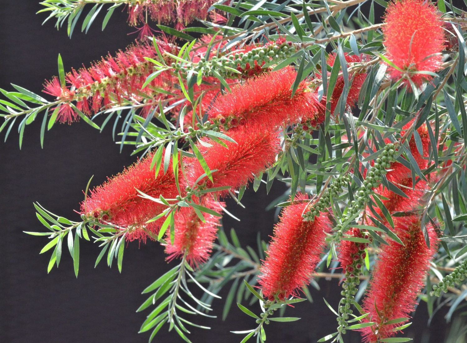 Bottlebrush