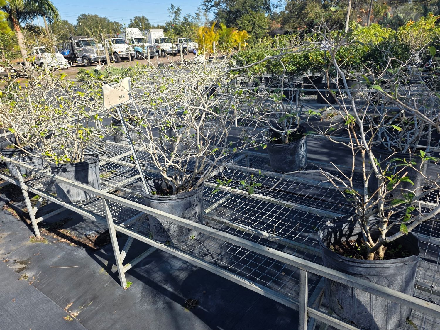Pinwheel Jasmine (Tabernaemontana divaricata)