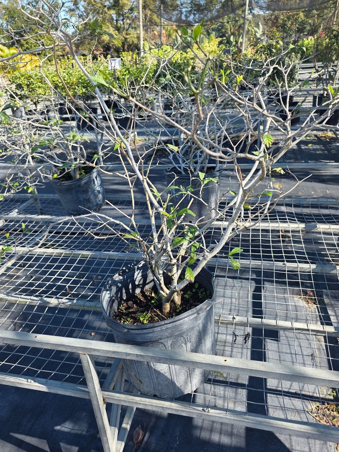 Pinwheel Jasmine (Tabernaemontana divaricata), Size: 7 Gallon