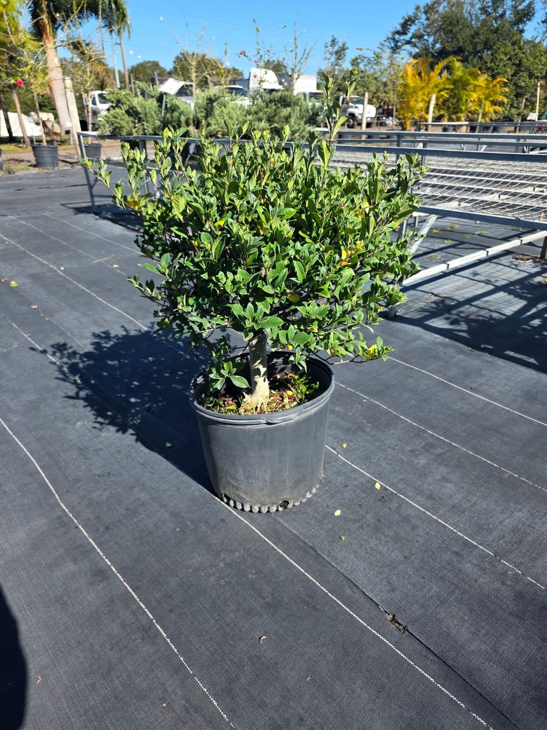 Grafted Gardenia (Gardenia jasminoides (grafted)), Size: 7 Gallon