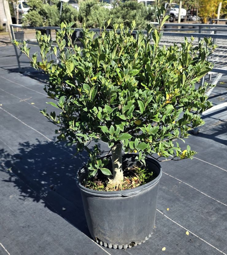 Grafted Gardenia (Gardenia jasminoides (grafted))